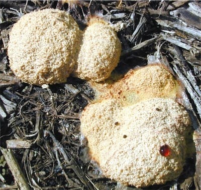 Slime Mould